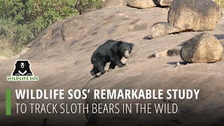 Wildlife Sos' Remarkable Study To Track Sloth Bears In The Wild