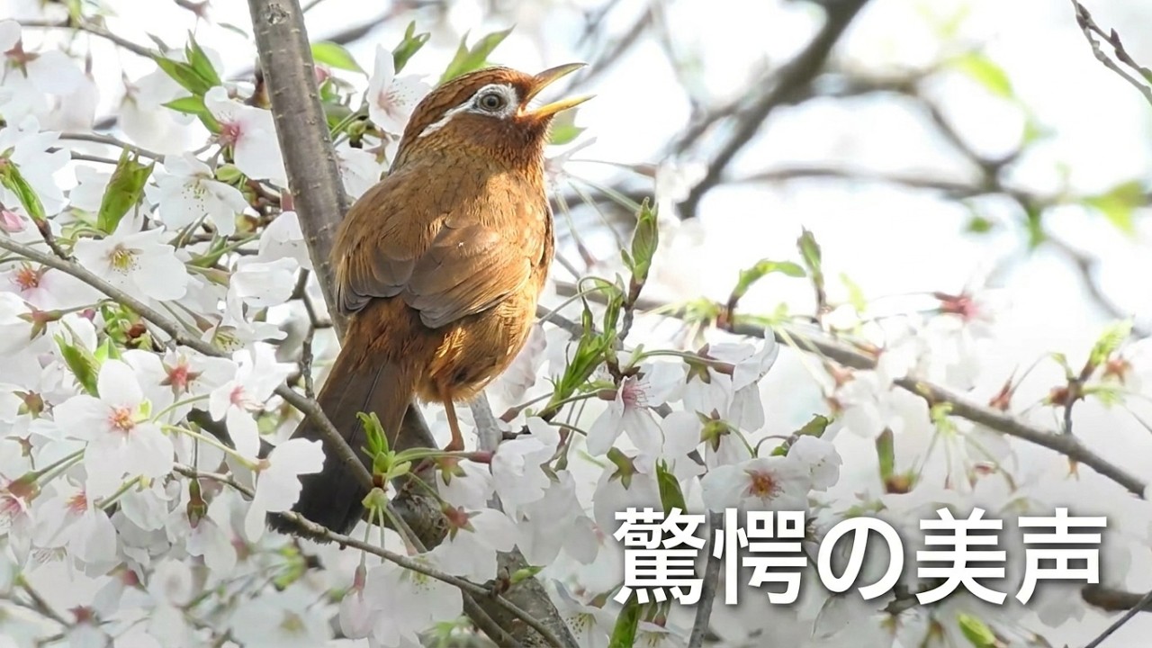 0329B【ガビチョウの美しい鳴き声】桜の木でさえずりと羽繕い｜メジロ