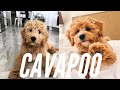The Cavapoo: Everything You Need To Know About The Adorable Dog