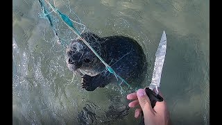 Baby Seal Rescue,   PUP CAUGHT In a Fishing Net!