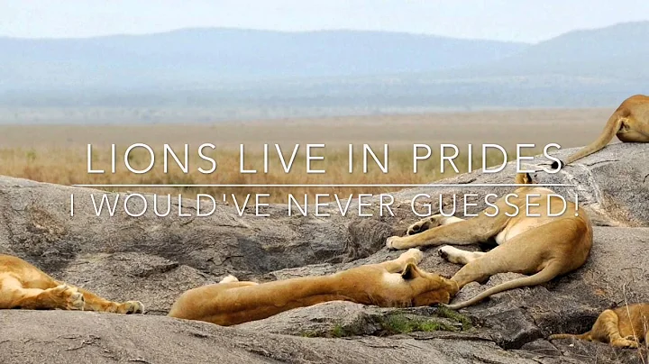 Taylor Yerdon's African Vacation