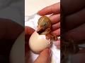 Tiny Baby Bird Hatching From an Egg 🐣✨ #shorts #birds #us #usa #nature #cute