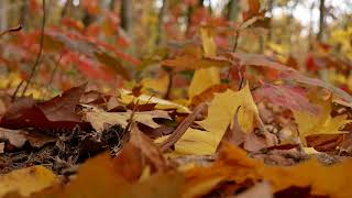 Autumn, Autumn Leaves, Yellow Fallen Leaves, Forest, Background video, 4k, VJ Loop, Video Footage