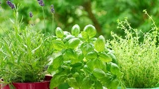 How to Grow Herbs