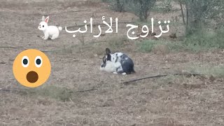 التزاوج عند الأرانب🐇🐇