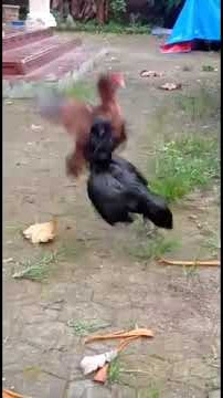 ayam betina adu ketangkasan ‼️