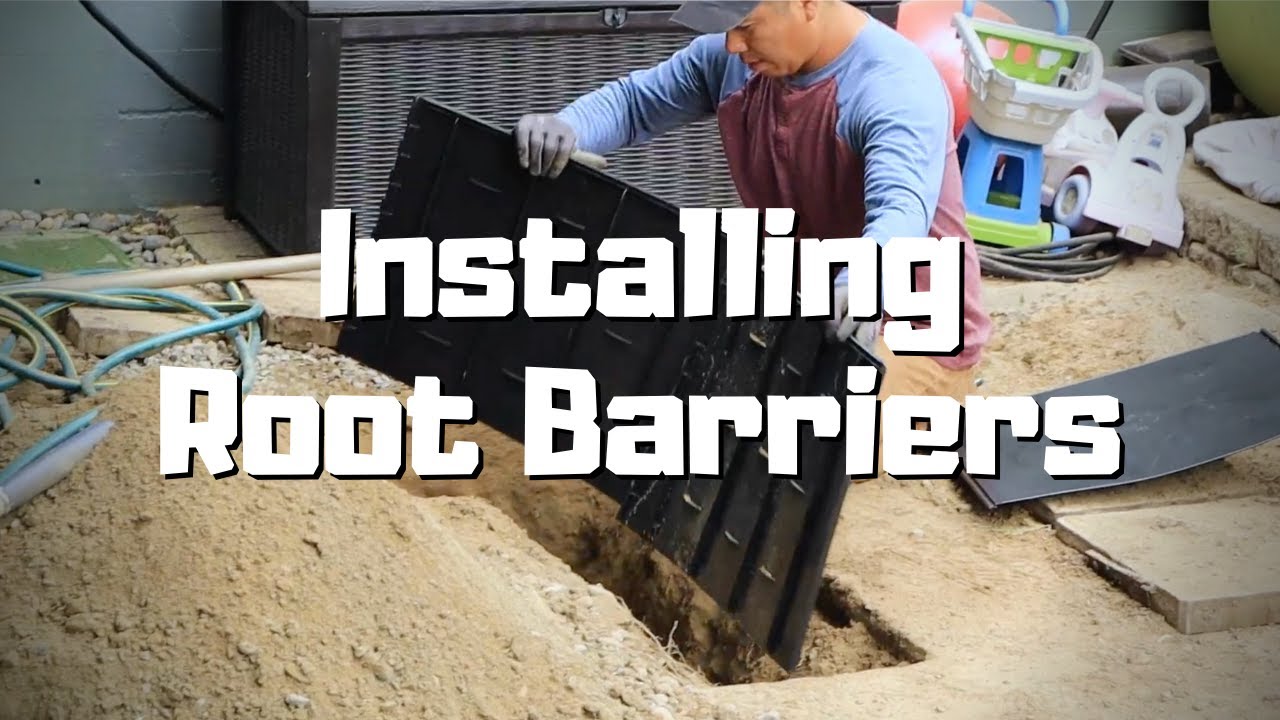 How Much Does A Root Barrier Cost