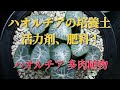 【多肉植物】ハオルチアの培養土、活力剤、肥料について！Haworthia Succulents. Culture soil. how to grow ビザールプランツ