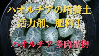 【多肉植物】ハオルチアの培養土、活力剤、肥料について！Haworthia Succulents. Culture soil. how to grow ビザールプランツ