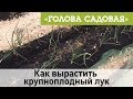 Голова садовая - Как вырастить крупноплодный лук