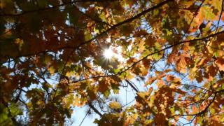 when the leaves come falling down