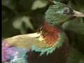 Male birds show off their beauty to attract females - David Attenborough  - BBC wildlife