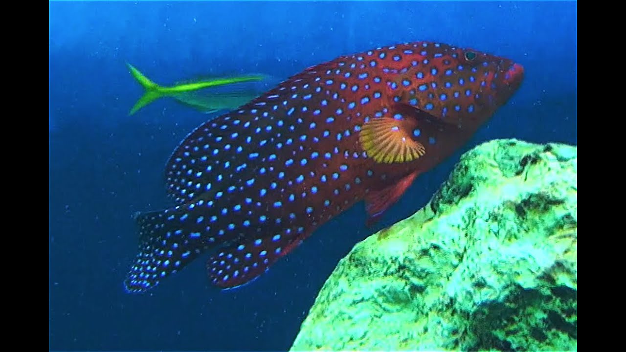 Miniata Cod ユカタハタ Vermillion seabass, Blue- spot rock-cod Cephalopholis miniata ...