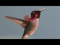 True or False: To Make The Long Trip To Central America, Hummingbirds Ride On The Backs Of Geese