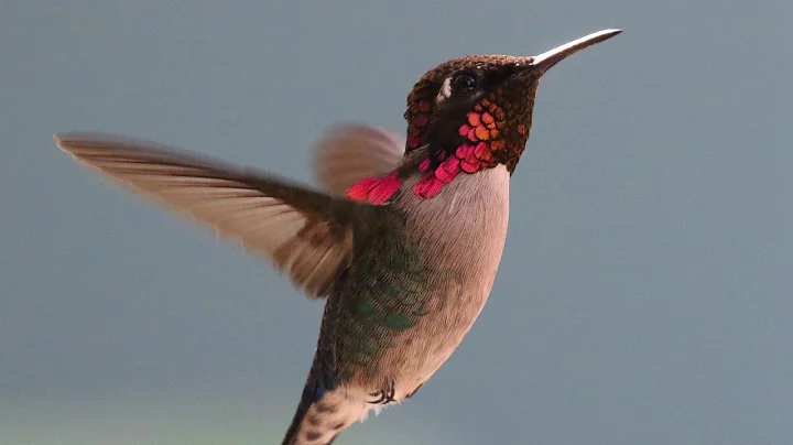 True or False: To Make The Long Trip To Central America, Hummingbirds Ride On The Backs Of Geese