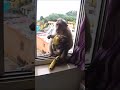 Обезьяна с ребенком влезла в окно. So cute #india