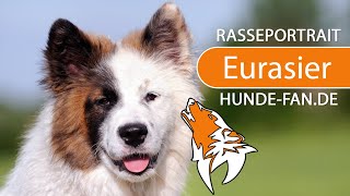 ► Eurasian [2023] breed, history, look, temperament, training, keeping & diseases by Hundefan 2,931 views 4 months ago 8 minutes, 28 seconds