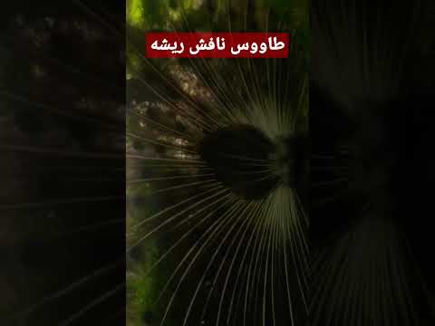 طاووس نافش ريشه رائع شاهد الفيديو كاملا على قناتي 