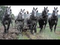 Percheron Horses Plowing Spring 2014