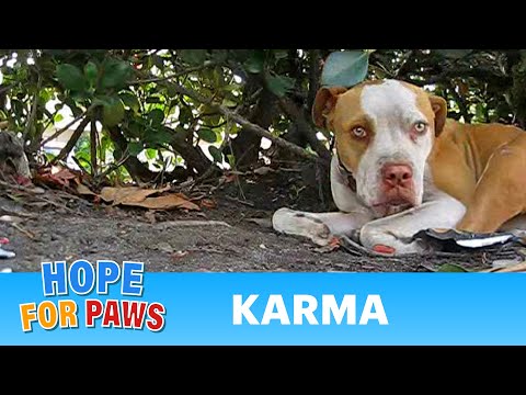 Rescuing Karma during the Chase Community Giving competition - PLEASE VOTE NOW