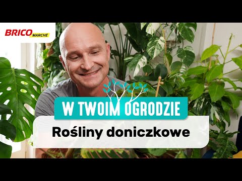 Rośliny doniczkowe – najpopularniejsze odmiany i ich pielęgnacja [W Twoim ogrodzie]