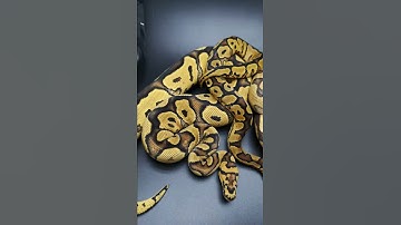 AP-Ball Python /Gravel Clown Gang!!!