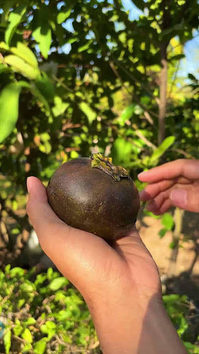 Buah Black sapote istimewa