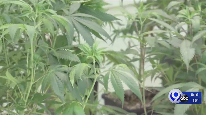 SUNY Morrisville preparing Cannabis Industry Minor