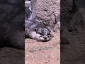 animal pets #viralvideo #pets #funnyanimals #shortvideo #animals #viral #