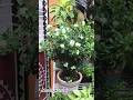 Madhukamini / Murraya paniculata plant #plants #terracegarden #gardening #madhukamini #flowers