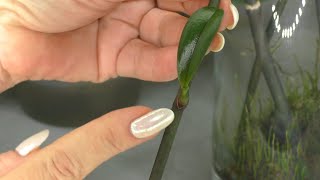 Reproduction of Phalaenopsis orchids. Orchid baby on a peduncle. SUCCESSFUL EXPERIMENTS. How right ?