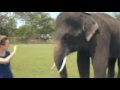 Elephant romance with girl