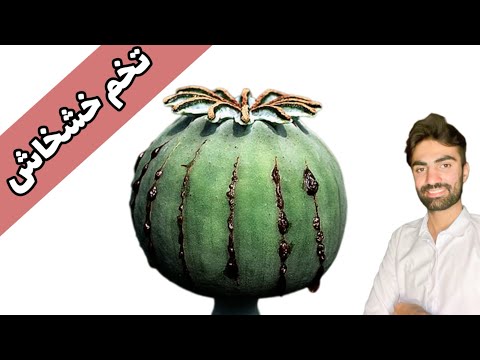 خشخاش قوی ترین آرامشبخش طبیعی دنیا طرز تهیه دانه های خشخاش برای رفع انواع بیماری