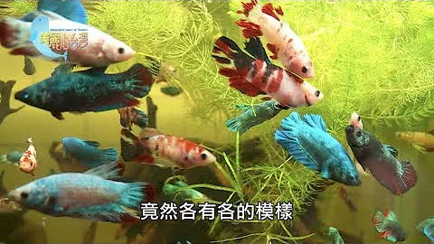 【台中市北區】鬥魚繽紛之美 | 用心的產業 | 294 | #美麗心台灣 - 天天要聞