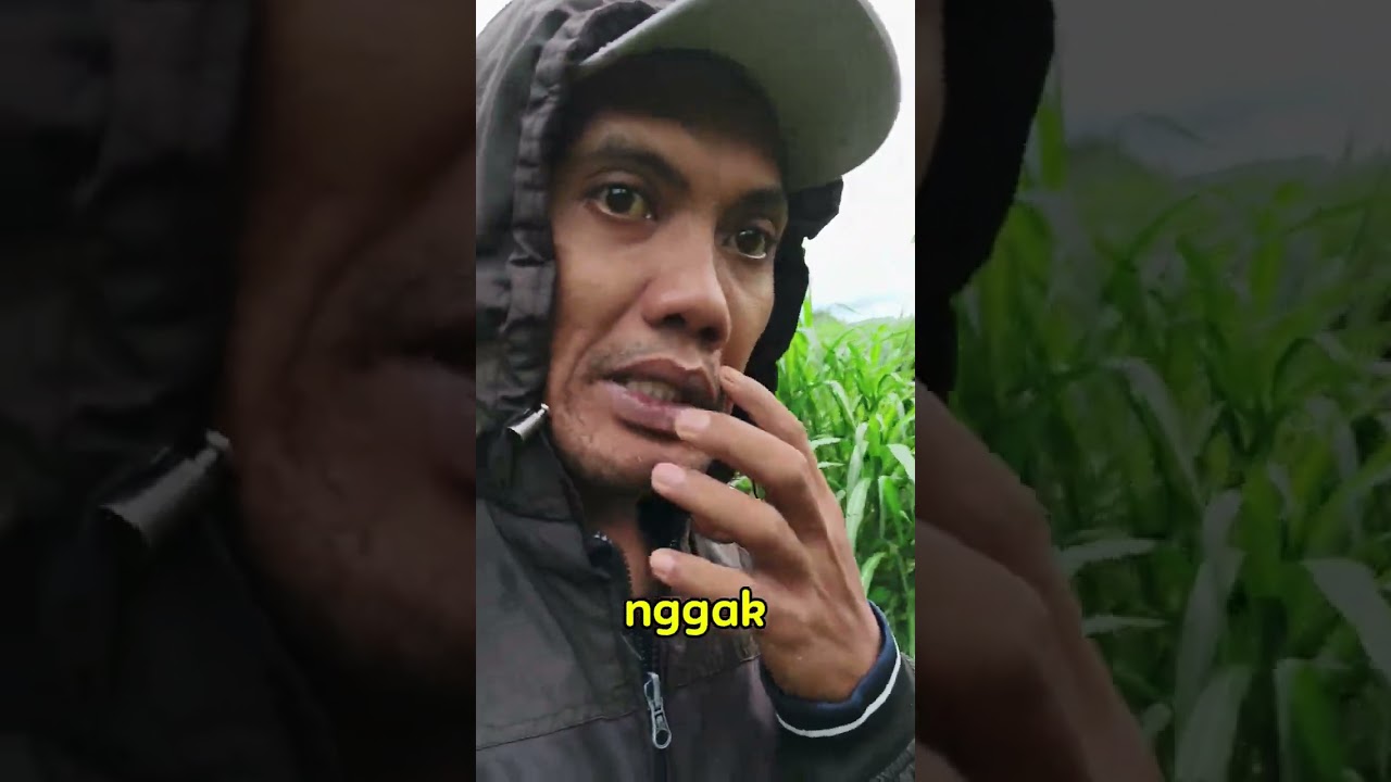 Berburu Jamur Hutan Part. 2#jamur #jamurhutan #jamurliar #berburu #hutan #video #suasanaalam 