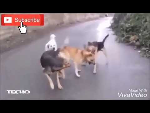 Çifleşme sırasında köpek kavgası