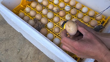 Cách ấp trứng tỷ lệ nở cao nhất không cần gà mẹ 4k HDR +