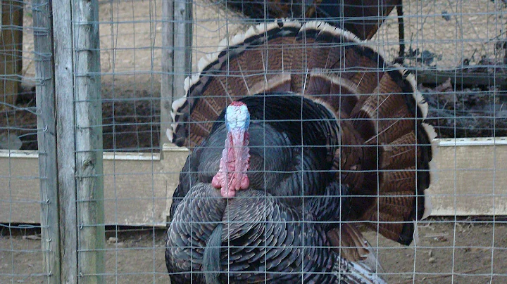 Meet My Breeding Turkeys