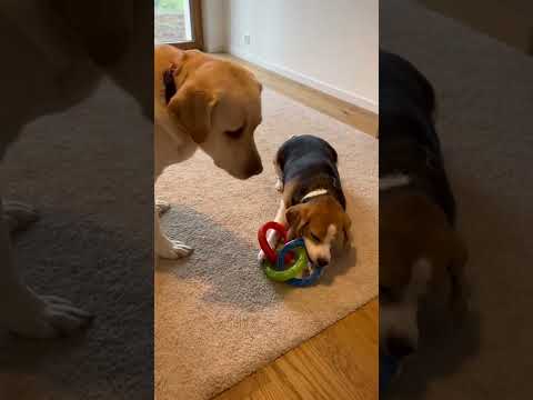 Beagle doesn’t let