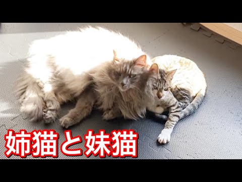 姉猫と妹猫の昼下がりの様子