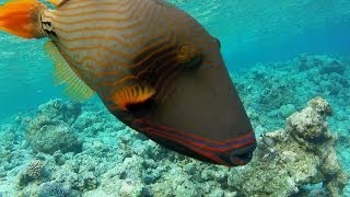 Maldives 2013 La Barrière De Corail - Embudu