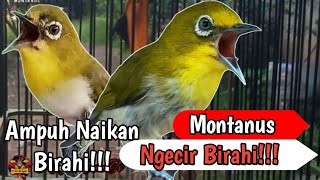 PANCINGAN PLECI MONTANUS Ngecir Birahi Ampuh Menaikan Birahi MONTY Lain!!!