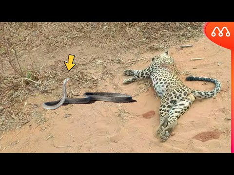 QUANDO O LEOPARDO