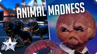 animal madness bgt 2020