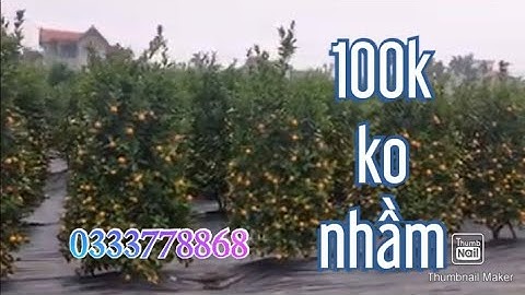 quất tết 2021, quất thế , quất đẹp, Quất tháp, quất chum, quất cảnh