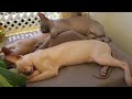 Sphynx Cats Relaxing After Lunch 💤 So Cute