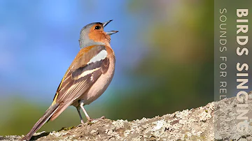 Relaxing Bird Sounds - Birds Chirping Relaxation, Relieve Stress, Anxiety, Depression, Meditation.