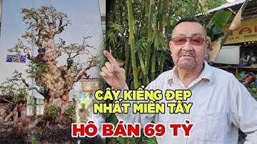 Cây Bằng Lăng Độc Lạ Nhất Miền Tây Hô Bán 69 Tỏi