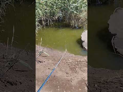 صيد السمك البلطى فى كفر الشيخ أسماك زينة صيد سمك طريقه عمل قرمه الشراغيش عم الكوكتيل