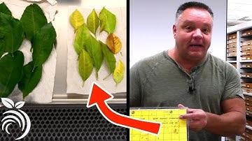 Asian Citrus Psyllids and HLB - Q&A with Victoria Hornbaker and the CDFA